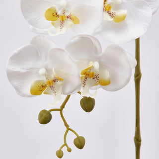 EDG Enzo De Gasperi Ramo di Orchidea Phalaenopsis 3d x5 H70 cm Bianco