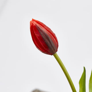 EDG Enzo De Gasperi Tulip Olis 3 Flores Al. 48 cm Rojo