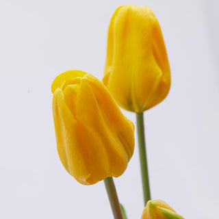 EDG Enzo De Gasperi Tulip Olis 3 flores H48 cm Amarillo