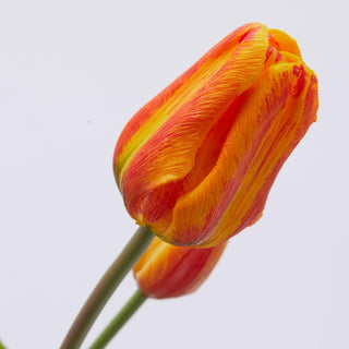 EDG Enzo De Gasperi Tulip Olis 3 flores H48 cm sombreado naranja