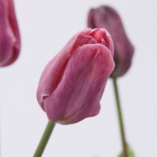 EDG Enzo De Gasperi - Juego de 2 tulipanes Olis con 3 flores, altura 48 cm, tonos morados