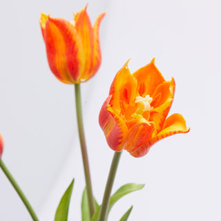 EDG Enzo De Gasperi Tulip Olis Fiorito 3 Flowers H48 cm Shaded Orange
