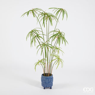 EDG Enzo De Gasperi Ficus Lyrata plant H 152 cm