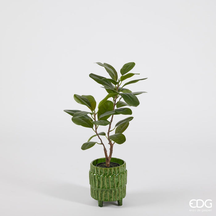 EDG Enzo De Gasperi Pianta Ficus Chic con vaso H64 cm
