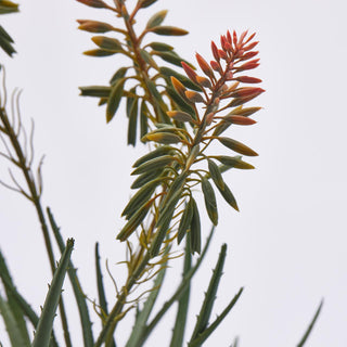 EDG Enzo De Gasperi pianta Aloe con vaso e fiori H50 cm