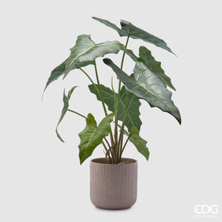 EDG Enzo De Gasperi Ficus Lyrata planta H 152 cm