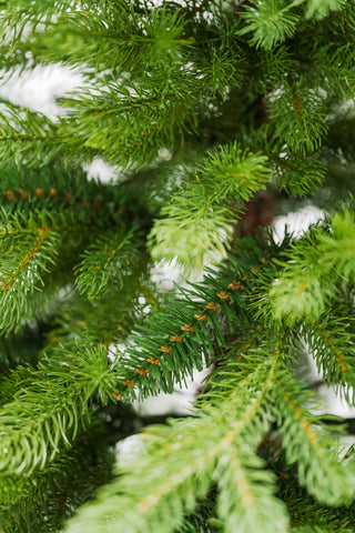 Bernard Weihnachtsbaum H180 D135 cm PE und PVC