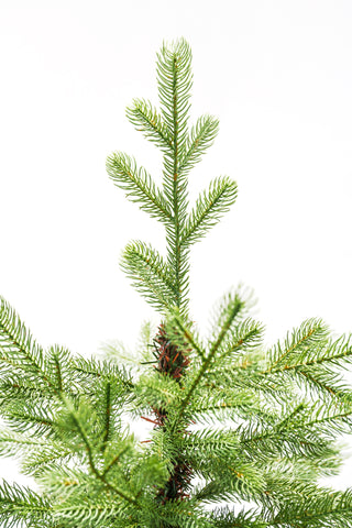 Bernard Weihnachtsbaum H180 D135 cm PE und PVC