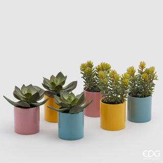 EDG Enzo De Gasperi Set of 6 Assorted Succulents with Pot H20 cm