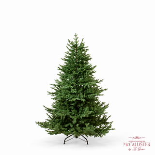 Le Gioie Pino McCallister Albero di Natale 180 cm Full PE con 2500 Rice Led
