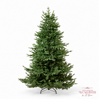 Le Gioie Pino McCallister Albero di Natale 210 cm Full PE con 4000 Rice Led