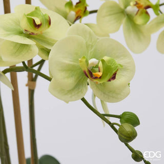 EDG Enzo De Gasperi Orchidea Phalaenopsis x8 con Bocciolo e Vaso H90 cm Verde
