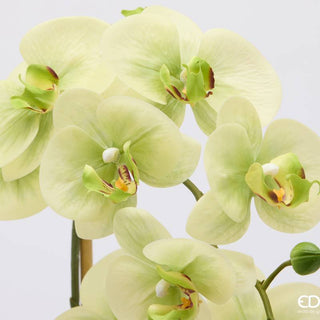 EDG Enzo De Gasperi Orchidea Phalaenopsis x3 con Bocciolo e Vaso H65 cm Verde