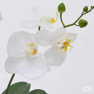 EDG Enzo De Gasperi Orchidea Phalaenopsis x2 con Bocciolo e Vaso H60 cm Bianca