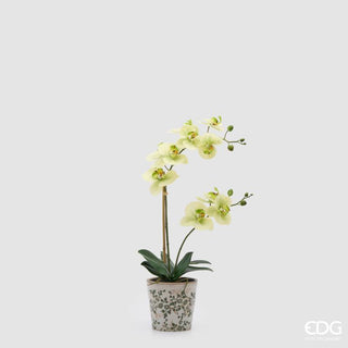 EDG Enzo De Gasperi Orchidea Phalaenopsis x2 con Bocciolo e Vaso H60 cm Verde
