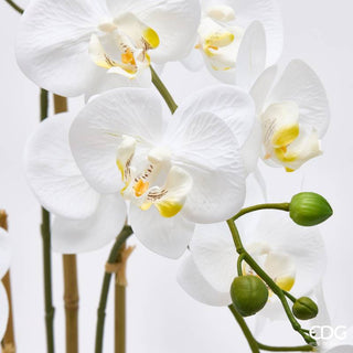 EDG Enzo De Gasperi Orchidea Phalaenopsis x3 con Bocciolo e Vaso H65 cm Bianca