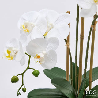 EDG Enzo De Gasperi Orchidea Phalaenopsis x3 con Bocciolo e Vaso H65 cm Bianca