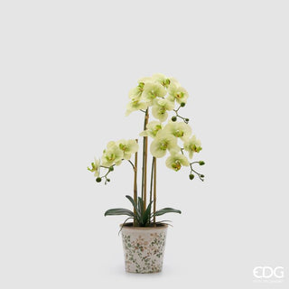 EDG Enzo De Gasperi Orchidea Phalaenopsis x3 con Bocciolo e Vaso H65 cm Verde
