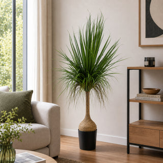 EDG Enzo De Gasperi Künstliche Beaucarnea-Pflanze mit Topf, H 150 cm