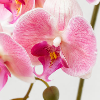 EDG Enzo De Gasperi Ramo di Orchidea Phalaenopsis 3d x5 H70 cm Rosa