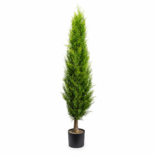 Gasper Thuja Emerald Plant with H150 cm Green Pot