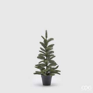 EDG Enzo De Gasperi Pino Nobilis West con Vaso H66 cm