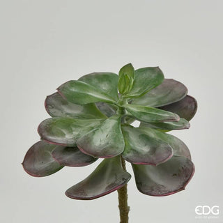 EDG Enzo De Gasperi Cespuglietto di Echeveria H17 cm