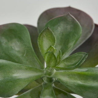 EDG Enzo De Gasperi Cespuglietto di Echeveria H17 cm