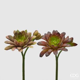 EDG Enzo De Gasperi Set 2 Cespuglietti di Echeveria H18 cm