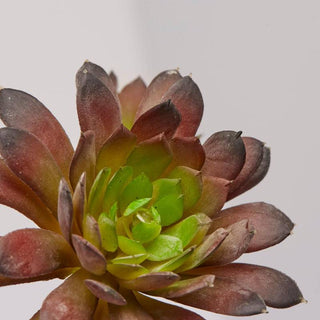EDG Enzo De Gasperi Set 2 Cespuglietti di Echeveria H18 cm