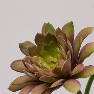 EDG Enzo De Gasperi Set 2 Cespuglietti di Echeveria H18 cm