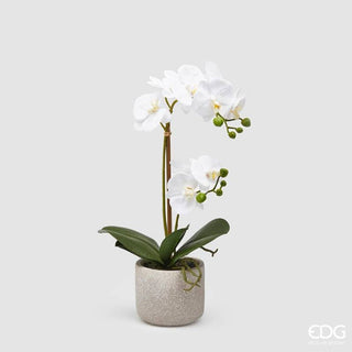 EDG Enzo De Gasperi Orchidea Phalaenopsis x2 con Vaso H42 cm Bianca