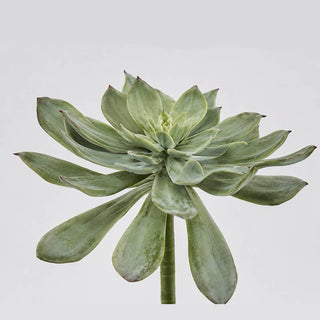 EDG Enzo De Gasperi Cespuglietto di Crassula West H25 cm
