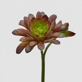EDG Enzo De Gasperi Cespuglietto di Echeveria H18 cm
