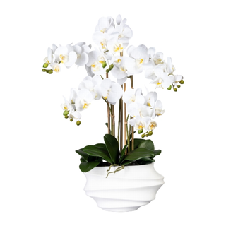 Gasper Orchidea Phalaenopsis Grande con vaso in pvc H75 cm 5 Fiori Bianco