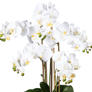 Gasper Orchidea Phalaenopsis Grande con vaso in pvc H75 cm 5 Fiori Bianco
