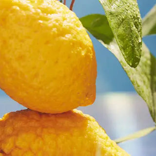 Dr. Vranjes Raumduft 250ml Zitrone mit Bambus