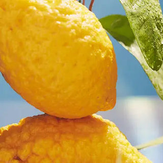 Dr Vranjes Ricarica Limone Cedrato con Bamboo 500ml