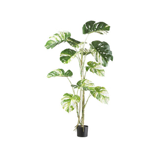 Gasper pianta con vaso Monstera Deliciosa Variegata Verde h160 cm