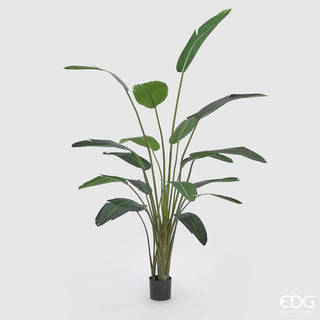 EDG Enzo De Gasperi Pianta Artificiale Strelitzia Chic Con Vaso h245