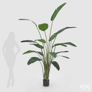 EDG Enzo De Gasperi Pianta Artificiale Strelitzia Chic Con Vaso h245