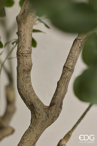 EDG Enzo De Gasperi Pianta Artificiale Eucalipto Vouge con Vaso H244 cm