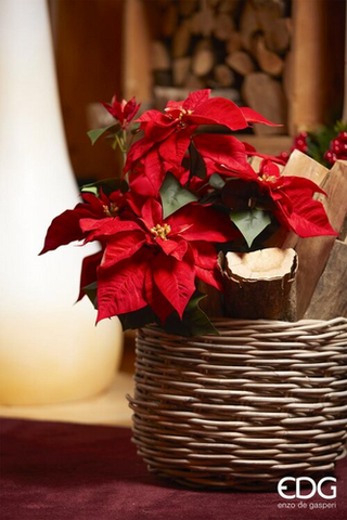 EDG Enzo De Gasperi Mazzo Stelle di Natale Luxury 5 Fiori H51 cm