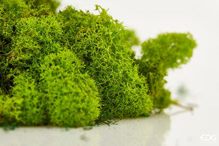 EDG Enzo De Moss Natural Stabilized Lichen for arrangements 1KG Light Green