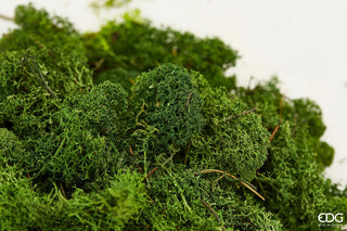 EDG Enzo De Moss Natural Stabilized Lichen for arrangements 1KG Dark Green