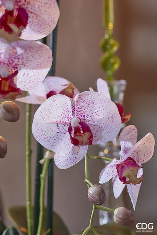 EDG Enzo De Gasperi Phalaenopsis Orquídea auténtica con jarrón, altura 50 cm, color rosa