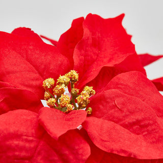 EDG Enzo De Gasperi Mazzo Stelle di Natale Real 5 Fiori H50 cm