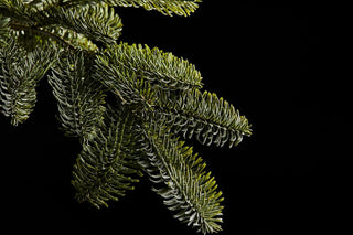 EDG Enzo de Gasperi Merano Pine Christmas Tree 180 cm Natural with 400 led lights