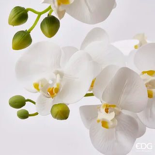 EDG Enzo De Gasperi Orchidea Phalaenopsis Real 2 fiori Bianco H53 cm