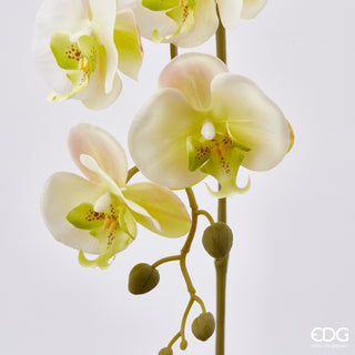 EDG Enzo De Gasperi Ramo di Orchidea Phalaenopsis 3d x5 H70 cm Giallo